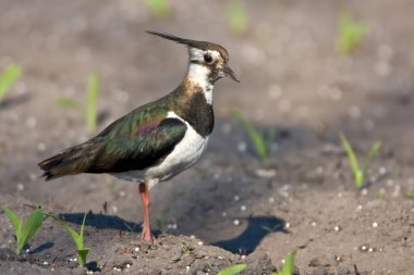 Peewit or Green Plover bird, Vanellus vanellus clipart