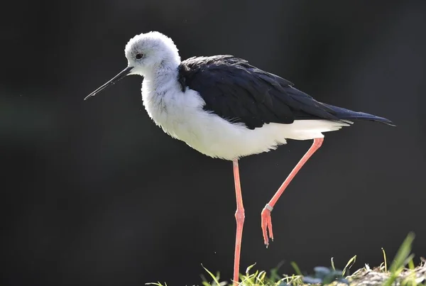 Fekete Gólyatöcs Madár Himantopus Himantopus Szárnyas — Stock Fotó