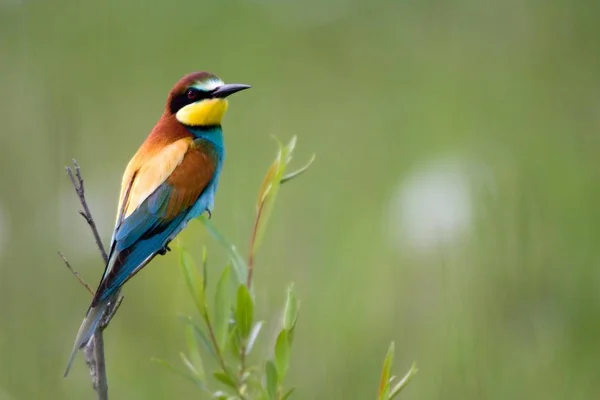 Arı Yiyen Kuş Arı Kuşu Apiaster Açık — Stok fotoğraf