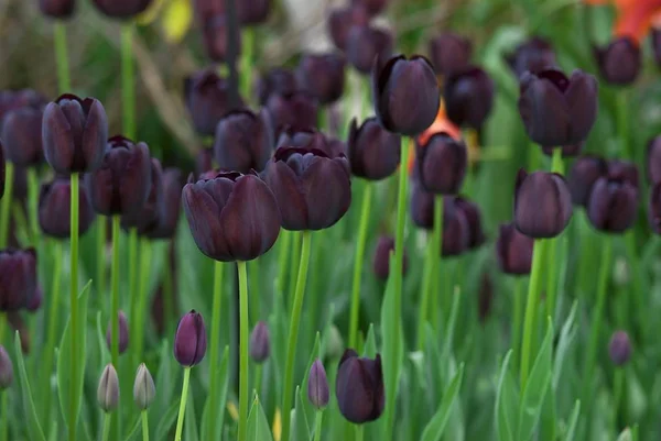 검은 튤립 꽃 — 스톡 사진