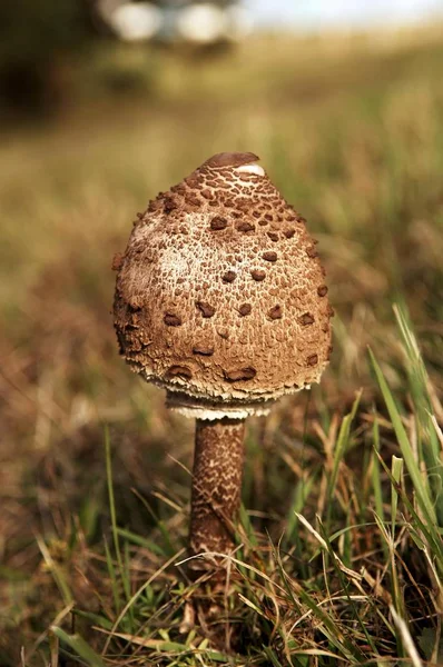 Parasol Mushroom Macrolepiota Procera Pinnow Mecklenburg Western Pomerania Germany Europe — Stock Photo, Image