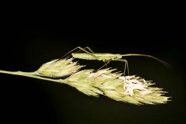 Χόρτο Bug Leptopterna Dolabrata — Φωτογραφία Αρχείου