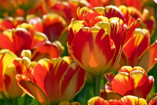 Vermelho Amarelo Darwin Hybrid Tulips Tulipa Cultivar Flores — Fotografia de Stock
