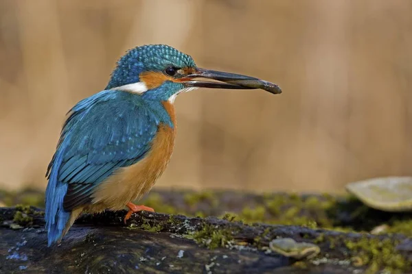 Європейська Зимородок Alcedo Atthis Птах — стокове фото