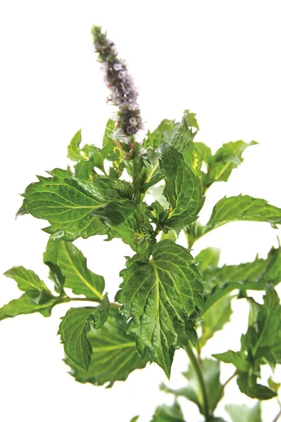 Green Leaves Peppermint Mentha Piperita — Stock Photo, Image