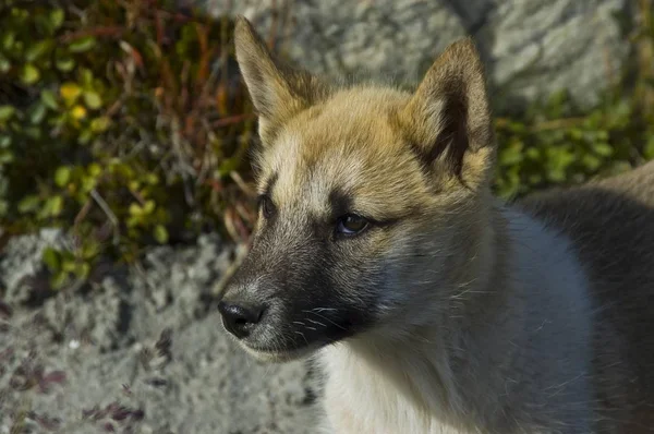 Canidae Cão Trenó Gronelândia — Fotografia de Stock