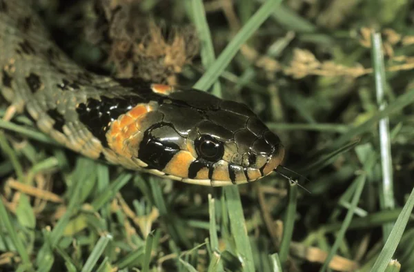 Close up of Grass Snake — Stock Photo, Image