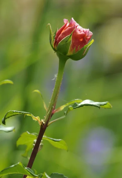 Róża Rosa Bliska — Zdjęcie stockowe