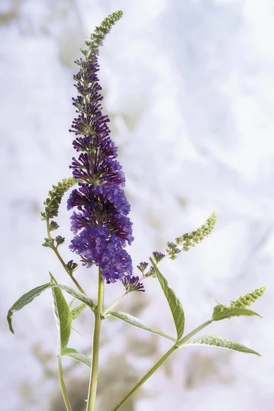 Buisson Papillons Violets Buddleja Gros Plan Faune Dans Nature — Photo