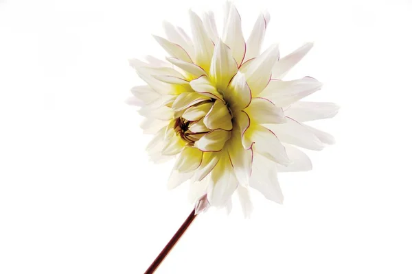 Belle Fleur Dahlia Blanche — Photo