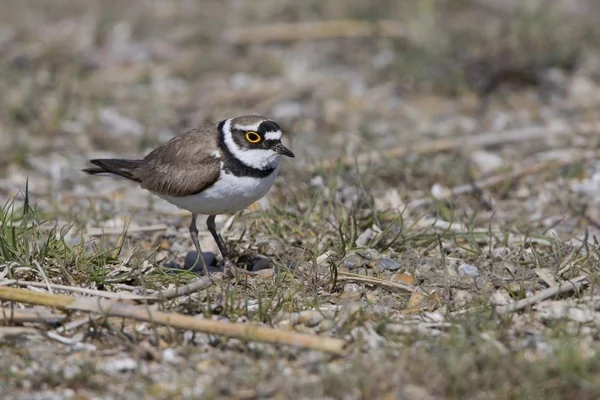 Μικρό Πουλί Ringed Βροχοπούλι Charadrius Dubius Στην Εκτροφή Έδαφος — Φωτογραφία Αρχείου