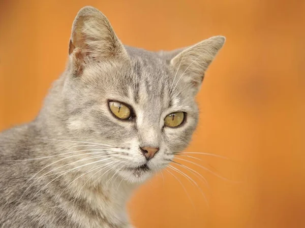 Inhemska Unga Grå Tabby Katt Porträtt — Stockfoto