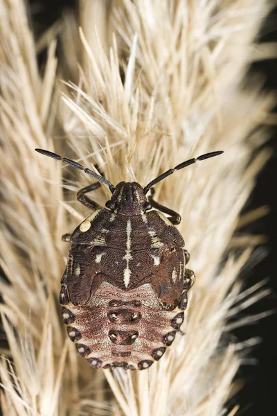 Zbliżenie Larwa Bug Lasu Pentatoma Rufipes — Zdjęcie stockowe