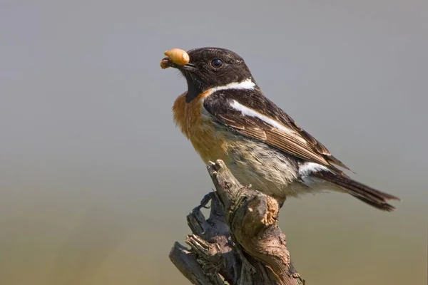 African Stonechat Bird Saxicola Torquata — Stock Photo, Image