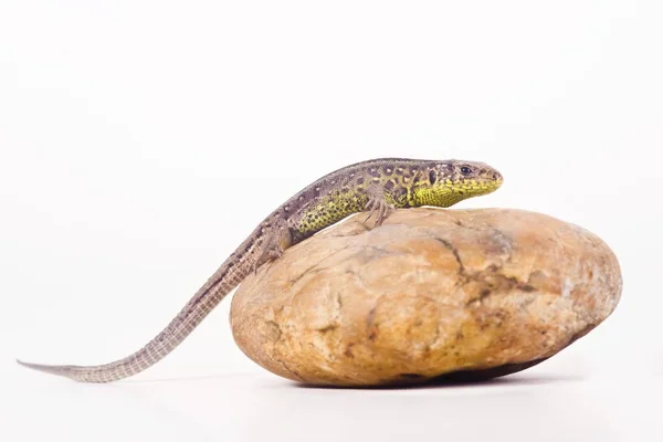 Kobiece Sand Lizard Lacerta Agilis Kamieniu — Zdjęcie stockowe