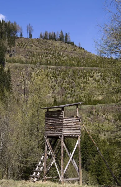 Återplanteras Bergssidan Efter Storm Steiermark Österrike Europa — Stockfoto