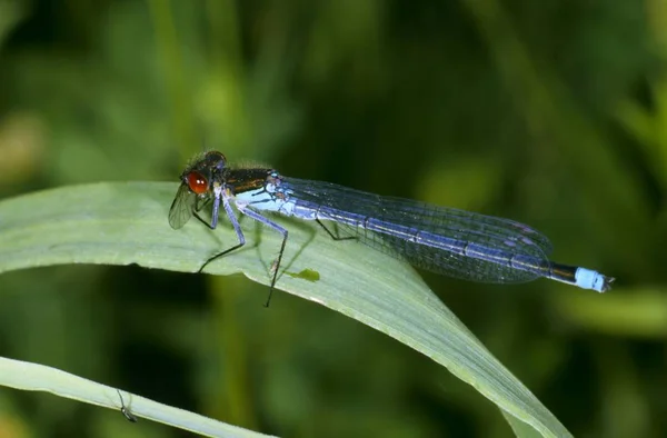 Damigella Dagli Occhi Rossi Erythromma Najas Maschio Con Preda — Foto Stock