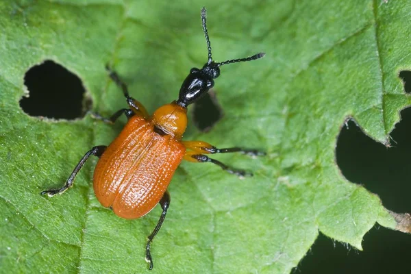 Hazel Leaf Roller Bug Apoderus Coryli — Stockfoto