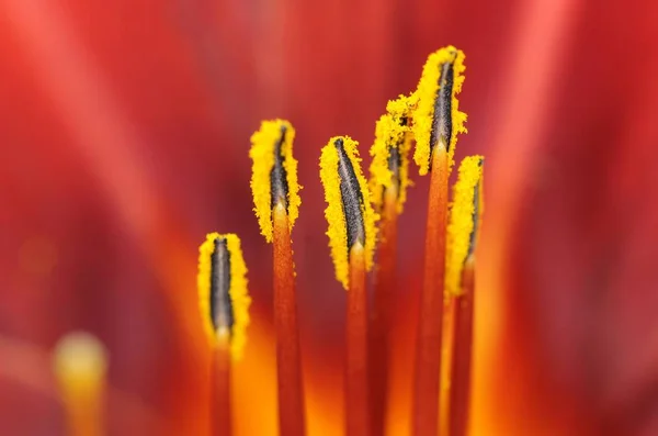 Turuncu Daylily Çiçek Hendek Daylily Hemerocallis Fulva Kadeh Yakından — Stok fotoğraf