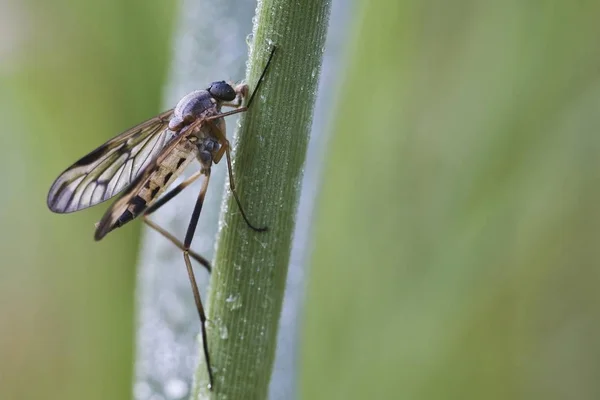 Číhalka Rhagio Scolopaceus Trávě — Stock fotografie