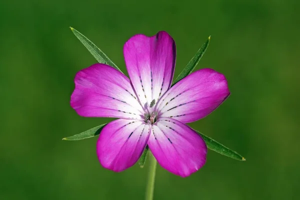 Mor Corncockle çiçek — Stok fotoğraf