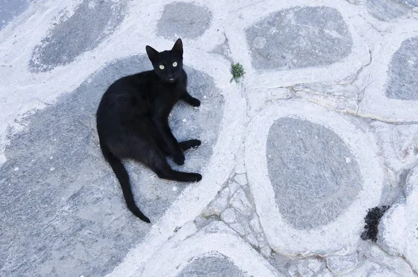 Zwarte Kat Liggend Geschilderd Straatstenen Cycladen Griekenland Europa — Stockfoto