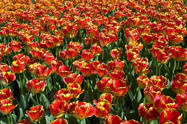 Tulipanes Híbridos Darwin Amarillo Rojo Flores Cultivares Tulipa — Foto de Stock
