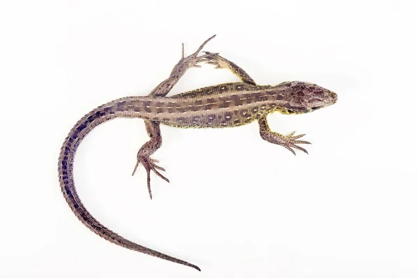 Kobiece Sand Lizard Lacerta Agilis Studio — Zdjęcie stockowe