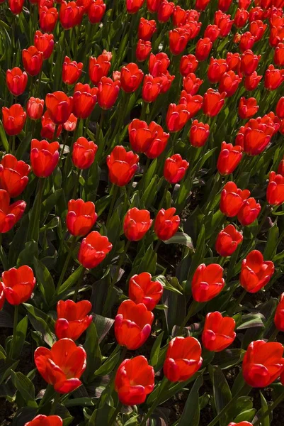 Feld roter Tulpen, Keukenhof — Stockfoto