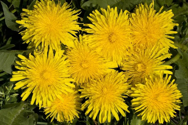 Pissenlit Commun Taraxacum Officinale Fleur Plante Médicinale — Photo