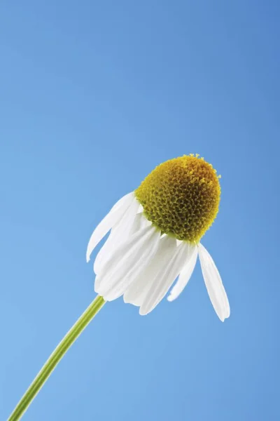 Camomille Allemande Matricaria Camomilla Fleur — Photo