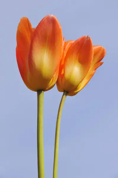 赤いチューリップの花 チューリップのハイブリッド — ストック写真
