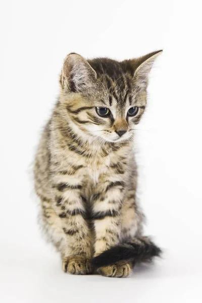 Doméstico Gato Sentado Estúdio — Fotografia de Stock