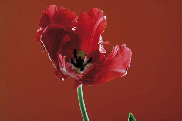 Bir Tek Tulip Çiçek Aromatik Güzel Kırmızı Tulipa — Stok fotoğraf