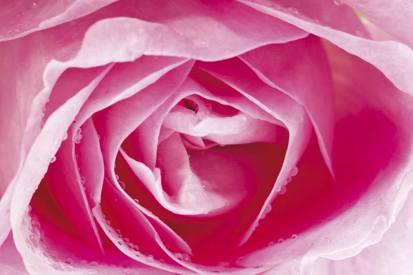 Rose (Rosa), flower, full frame
