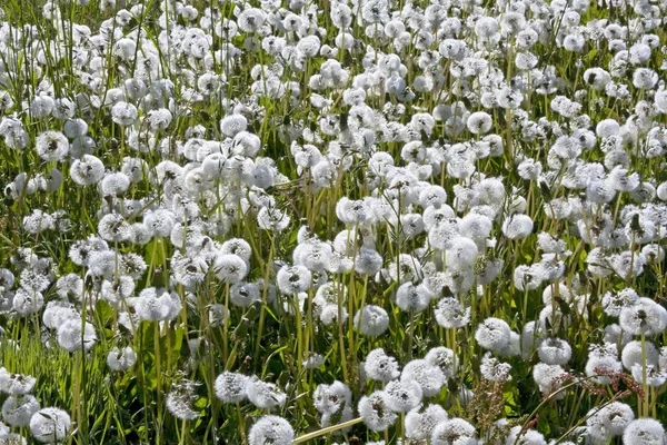 Pradera Relojes Diente León Bolas Soplar Taraxacum Officinale Cabezas Semillas — Foto de Stock