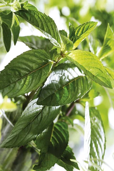 Daun Hijau Peppermint Mentha Piperita Var Officinalis — Stok Foto