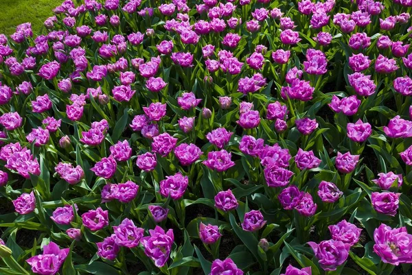 Campo de tulipanes púrpura, Keukenhof —  Fotos de Stock