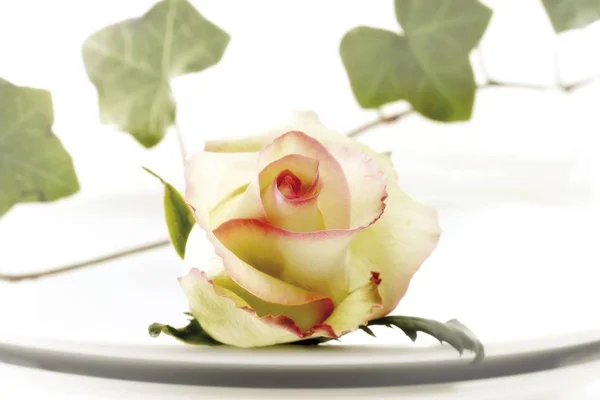 Rose and ivy tendril decorating a place setting