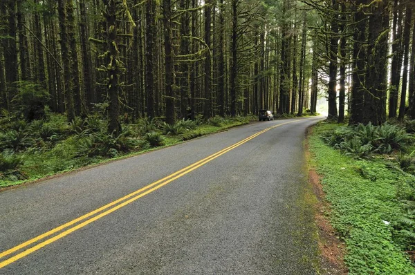 Road Rainforest Olympic National Park Washington Usa North America — Stock Photo, Image