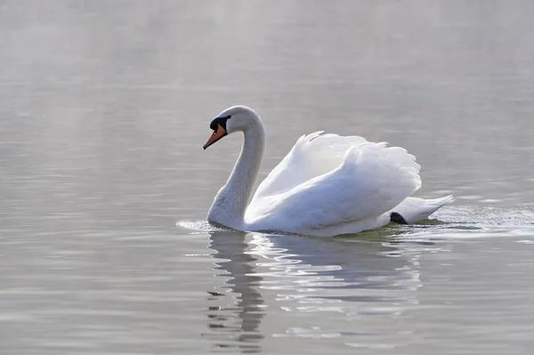 Beautiful Mute Swan bird — Stock Photo, Image