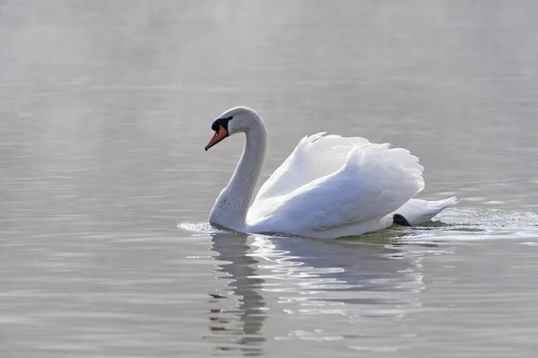 Belo pássaro cisne mudo — Fotografia de Stock