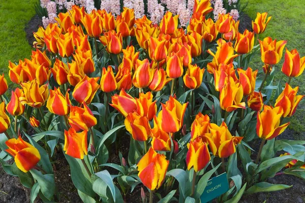 Röda Gula Tulpaner Blommor Ängen Område — Stockfoto