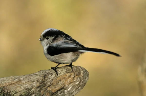 Uccello Dalla Coda Lunga Aegithalos Caudatus — Foto Stock