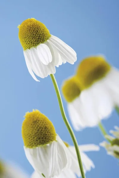Camomille Allemande Matricaria Camomilla Fleurs — Photo
