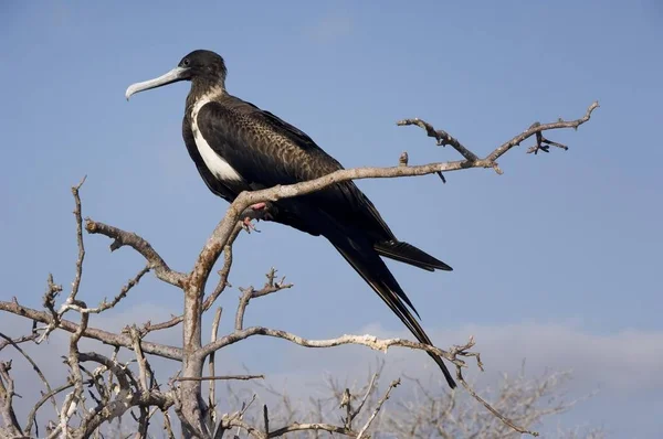 Magnífica Fragata Fregata Magnificens Ilha Seymour Norte Ilhas Galápagos Património — Fotografia de Stock