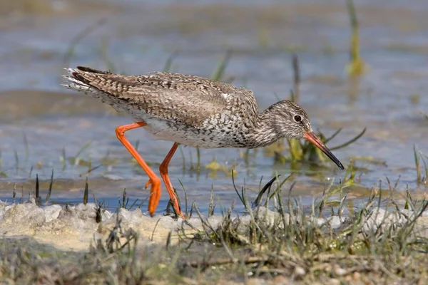 Gemensamma Rödbena Eller Svartsnäppa Tringa Totanus — Stockfoto