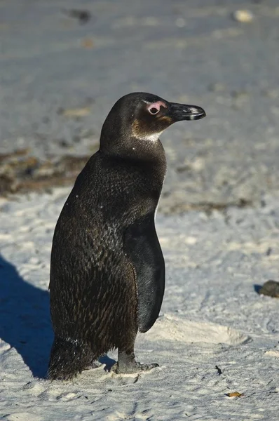 Pinguim Pés Negros Spheniscus Demersus Praia Boulder Simonstown África Sul — Fotografia de Stock