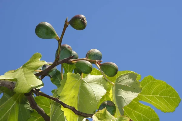 Ncir Incir Ağacı Üzerinde Yeşil Yaprakları Ficus Carica Ile — Stok fotoğraf