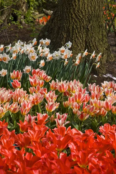 Fältet av färgglada tulpaner, Keukenhof — Stockfoto